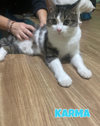 Karma e Miele gatti di due anni