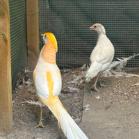 Fagiani dorato pesca adulto