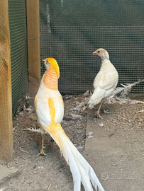 Fagiani dorato pesca adulto