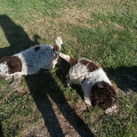 Lagotto romagnolo