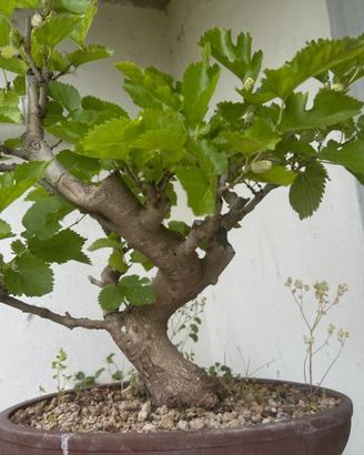 Bonsai