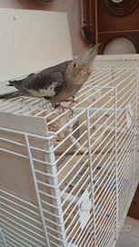 Calopsita maschio 5 mesi