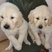 Golden retriever pedigree enci