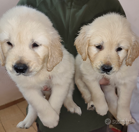 Golden retriever pedigree enci