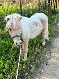 Poni