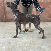 Bracco tedesco femmina