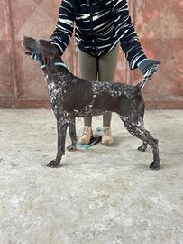 Bracco tedesco femmina