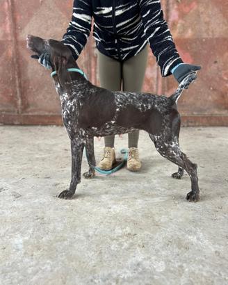 Bracco tedesco femmina