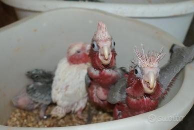 Cacatua piccoli ed altri pappagalli
