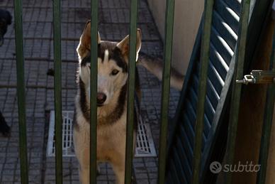 Cane Hasky