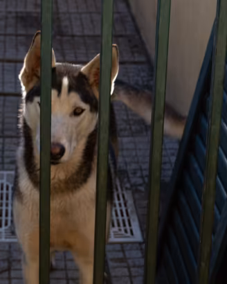 Cane Hasky