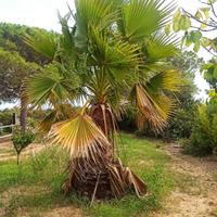 piante washingtonia 