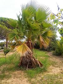 piante washingtonia 