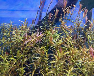 Pianta rossa acquario Rotala H'ra no CO2 + omaggio