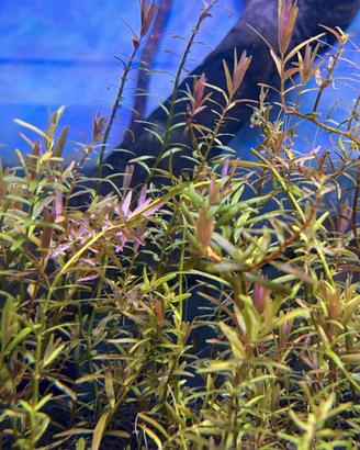 Pianta rossa acquario Rotala H'ra no CO2 + omaggio