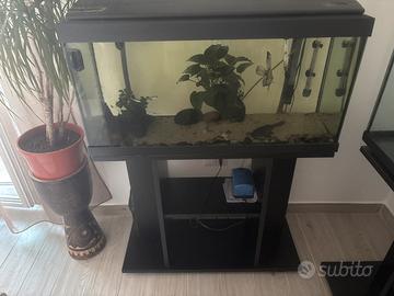 Acquario