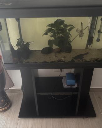 Acquario