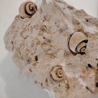 Fossile Ampullaria
