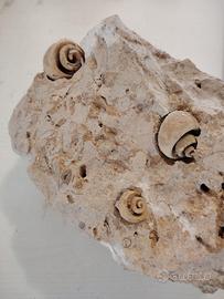 Fossile Ampullaria