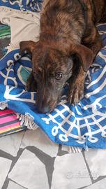 Connor il cane triste