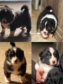 Australian shepherd