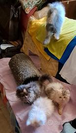 Gattini PERSIANO puri pelosissimi sani