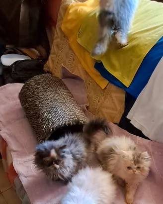 Gattini PERSIANO puri pelosissimi sani