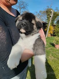 Cuccioli Akita americano