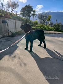 Cuccioli labrador salerno