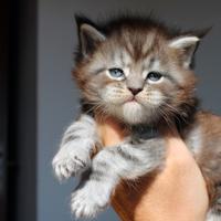 Maine coon cucciolo maschio