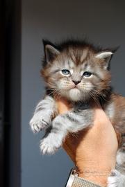 Maine coon cucciolo maschio