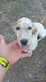setter