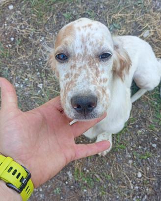 setter