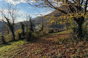 Terreno Agricolo Nembro [Cod. rif 3282803VCG]