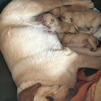 Cuccioli di labrador