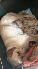 Cuccioli di labrador