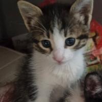 Gattini un mese e mezzo