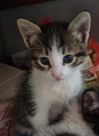 Gattini un mese e mezzo