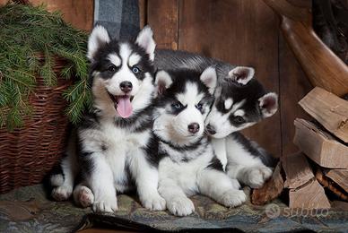 Husky