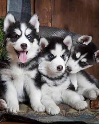 Husky