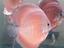 Immagine 5