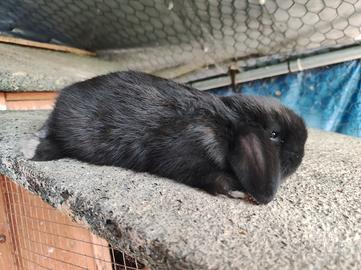 coniglio nero minilop 