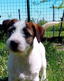 Jack Russell