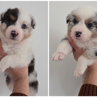 Australian Shepherd