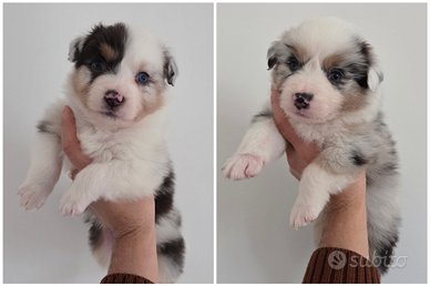 Australian Shepherd