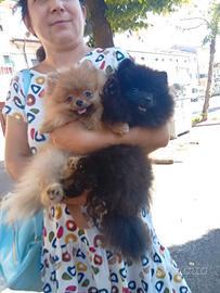 Spitz pomerania con Pedigree 1200 euro