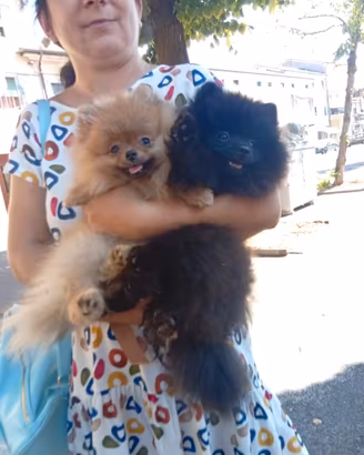 Spitz pomerania con Pedigree 1200 euro