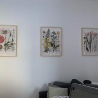 Set stampe botaniche