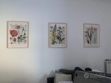 Set stampe botaniche