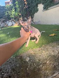 Femmina di gatto Sphynx tricolore